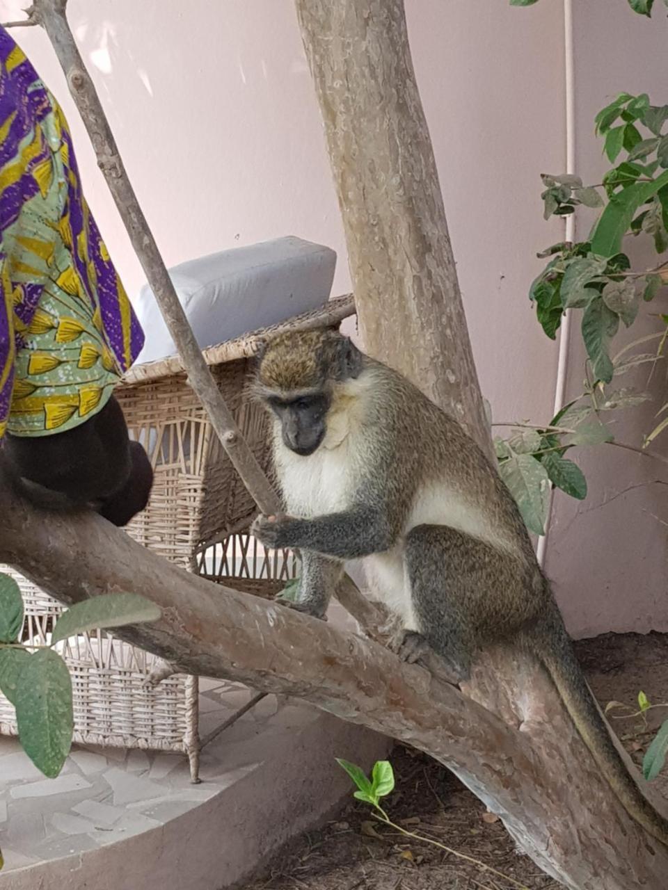 קולולי Mandinka Lodge מראה חיצוני תמונה